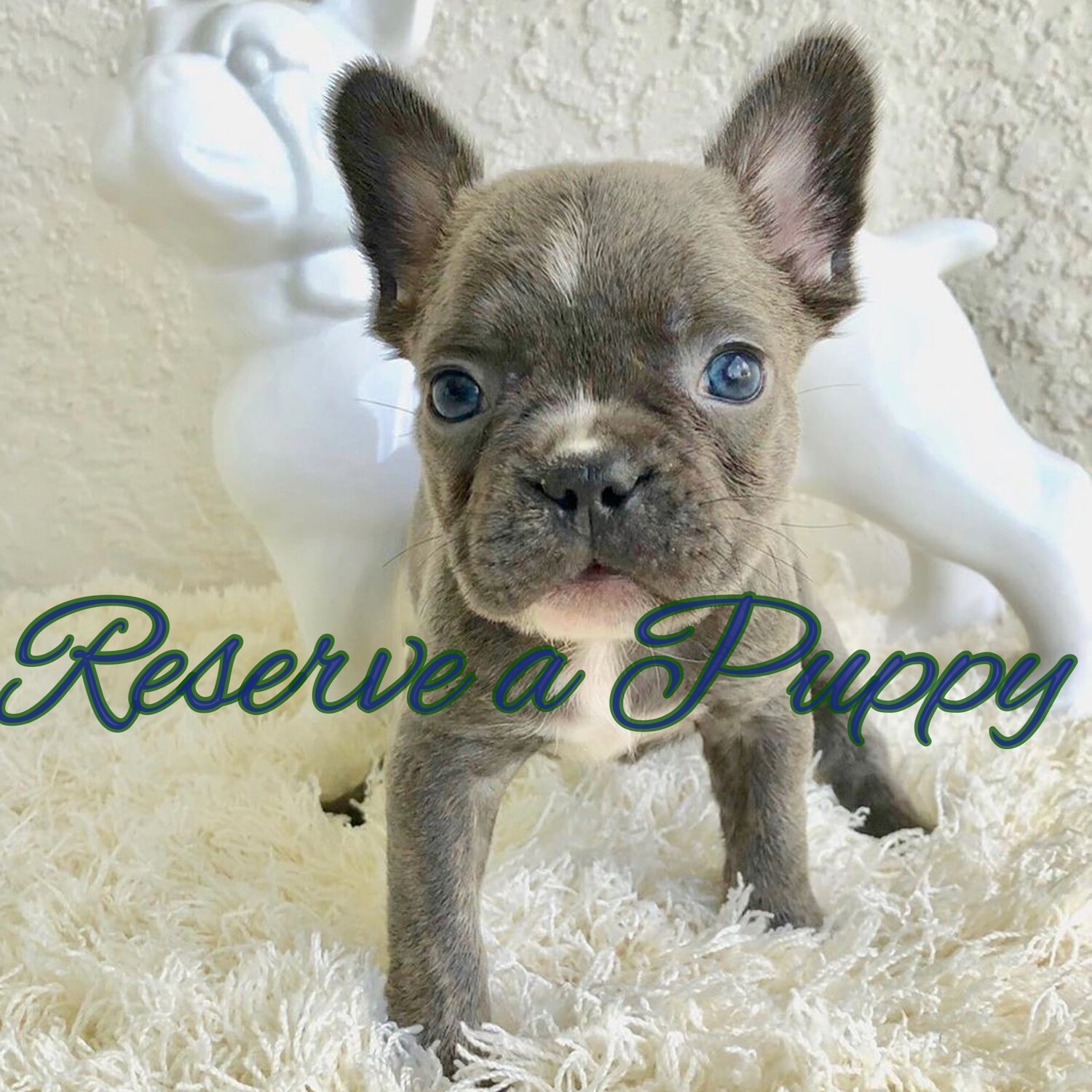 Reserve a Puppy