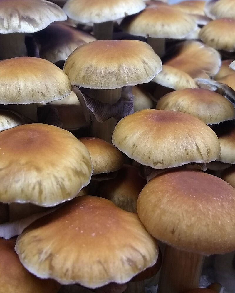 Malabar Coast P. cubensis Mushroom - 5g Pack
