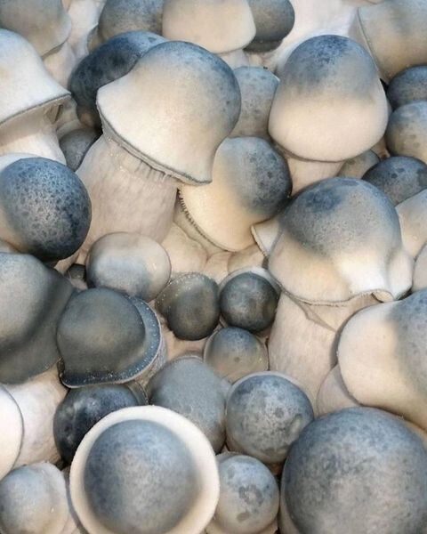 Albino Penis Envy P. cubensis Mushroom - 5g Pack