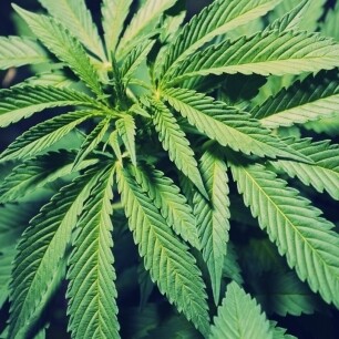 Cannabis