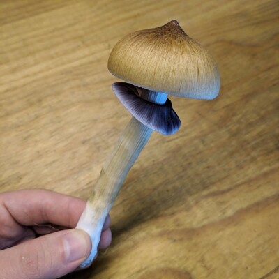 Treasure Coast P. cubensis Mushroom - 5g Pack