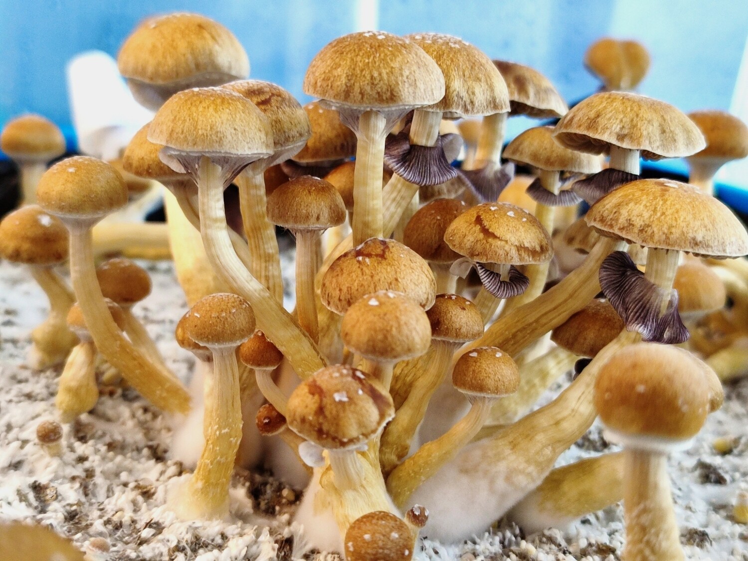B+ P. Cubensis Mushroom - 5g Pack