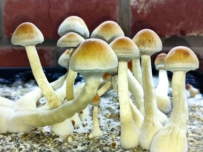 5g Natal Super Strength P. Cubensis Mushroom