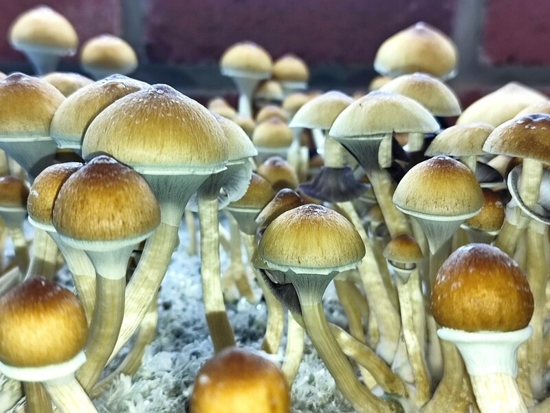 PES Hawaiian P. cubensis Mushroom - 5g Pack