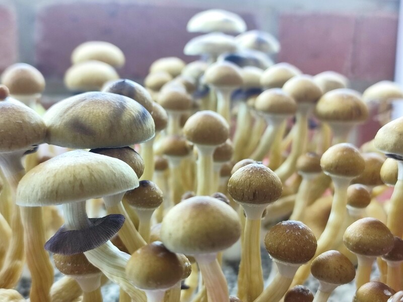 Golden Teacher P. cubensis Mushroom - 5g Pack