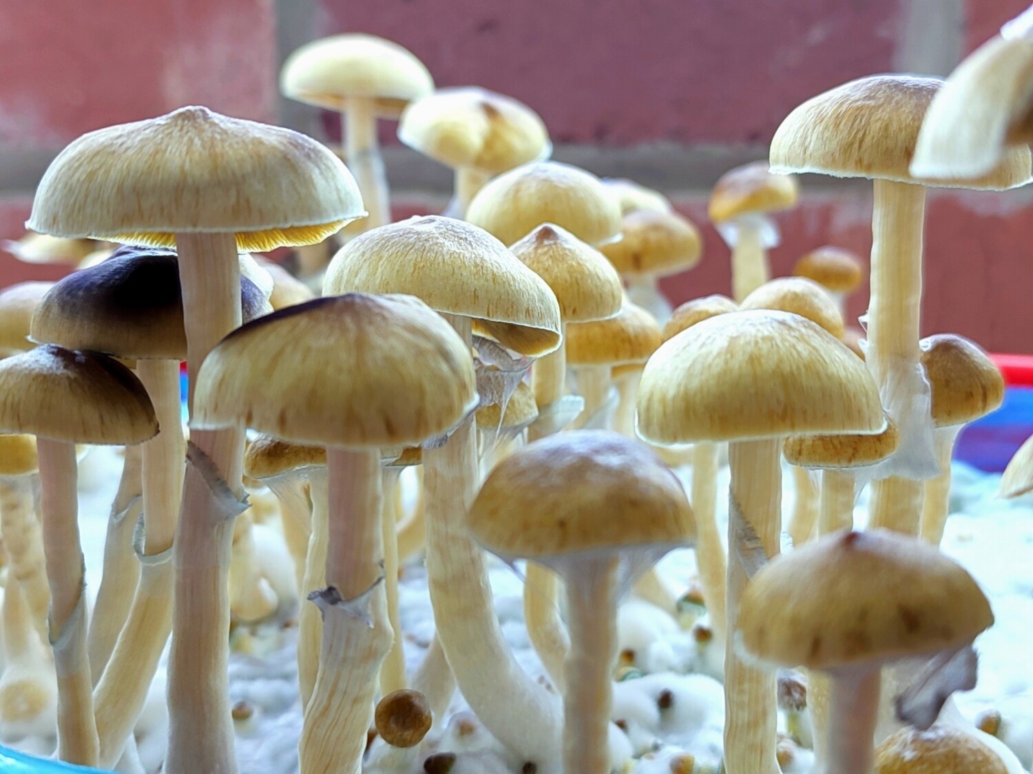 Koh Samui P. Cubensis Mushroom - 5g Pack