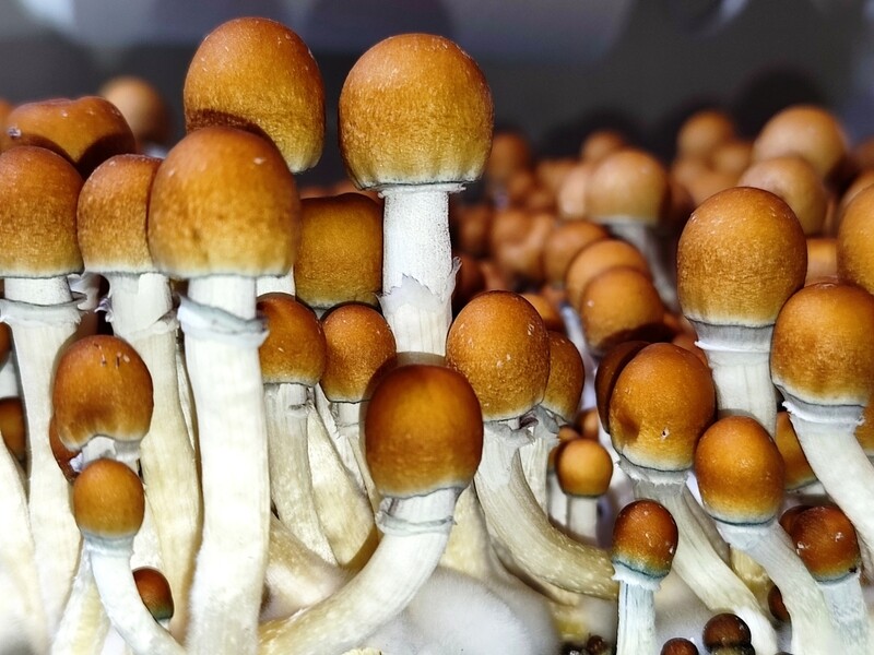 Inca Stargazer P. cubensis Mushroom - 5g Pack