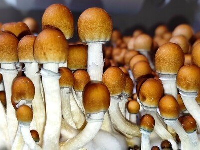 5g Inca Stargazer P. Cubensis Mushroom