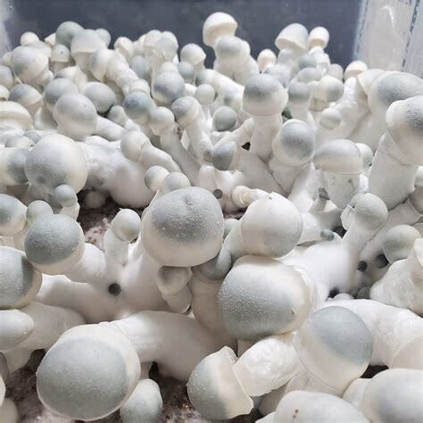 Pearly Gates P. cubensis Mushroom - 5g Pack