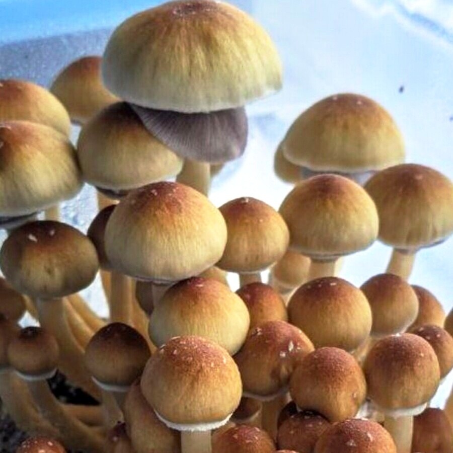 Mexican Blue P. Cubensis Mushroom - 5g Pack