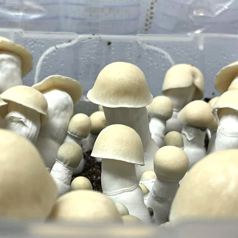 Shakti P. cubensis Mushroom - 5g Pack