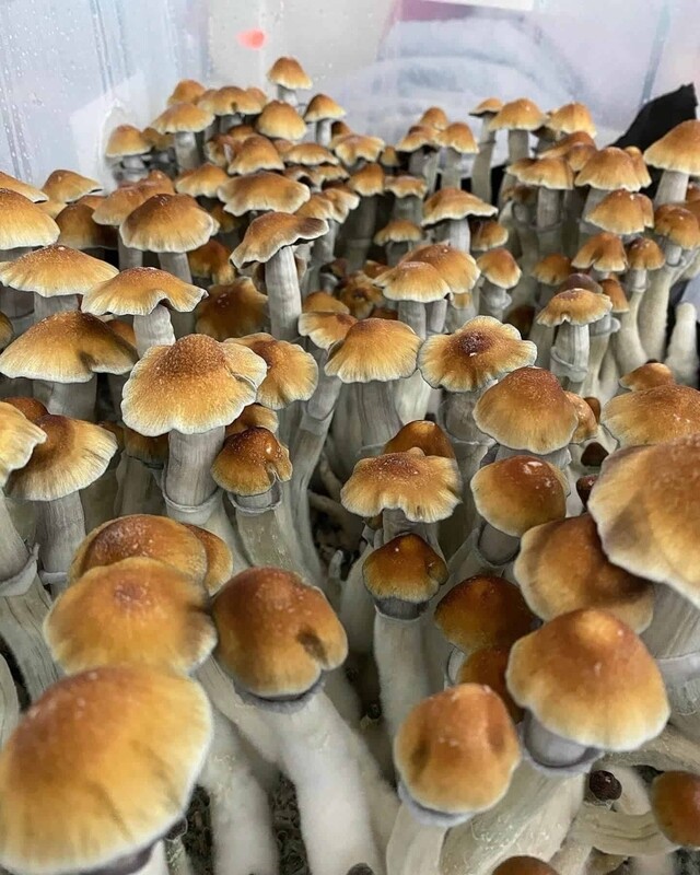 Tidal Wave P. Cubensis Mushroom - 5g Pack