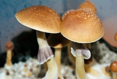 Fiji P. cubensis Mushroom - 5g Pack