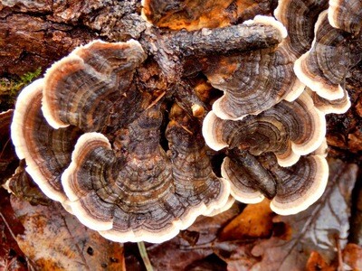 Turkey Tail Dried Medicinal Mushroom