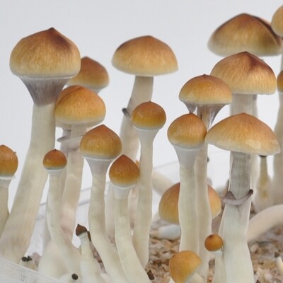 5g Amazonian P. Cubensis Mushroom