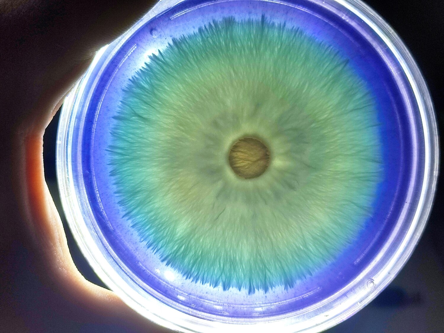Petri Dish Culture