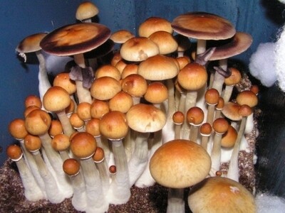 5g Texan Time Stoppers P. Cubensis Mushroom