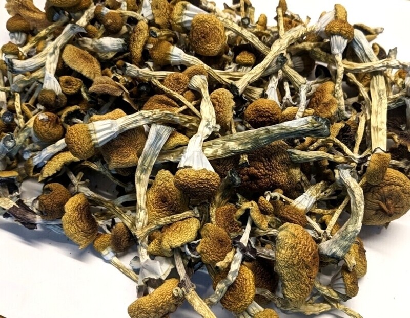 100g Wholesale Dried P. cubensis Mushroom