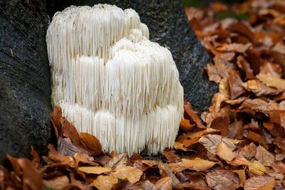 Lion’s Mane Dried Medicinal Mushroom