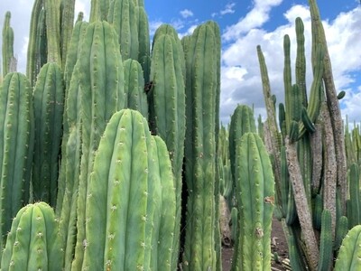 Cactus