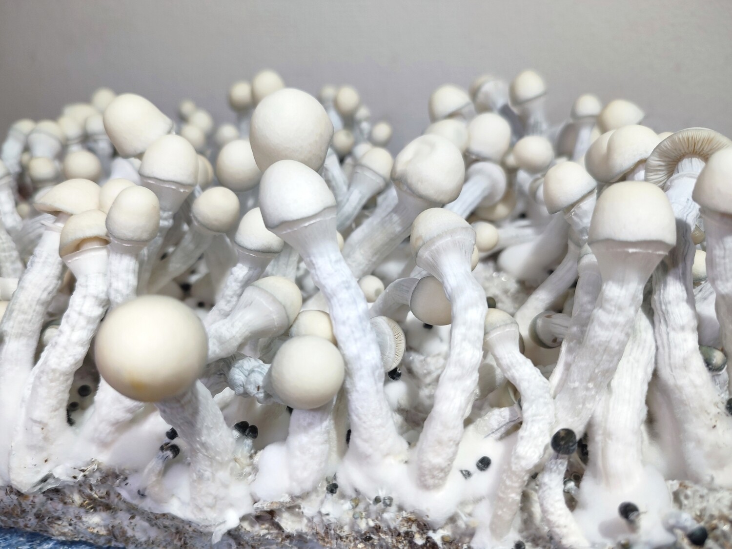 Albino Inca Stargazer P. Cubensis Mushroom - 5g Pack