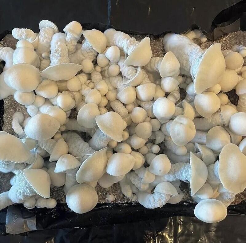 SV-10 P. cubensis Mushroom - 5g Pack