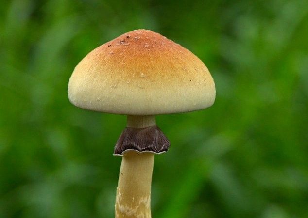 P. cubensis Mushroom per g