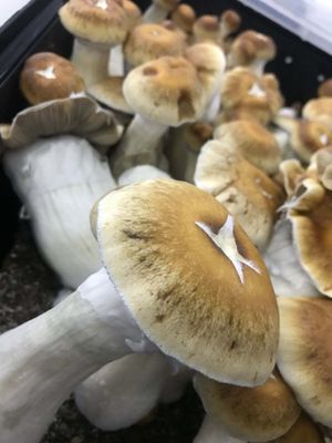 Hillbilly P. Cubensis Mushroom - 5g Pack