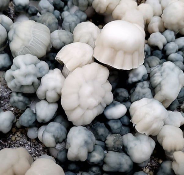 Nutcracker P. cubensis Mushroom - 5g Pack