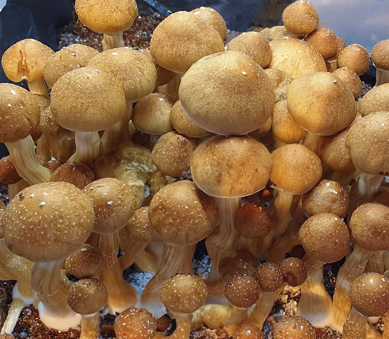 McKennaii P. cubensis Mushroom - 5g Pack