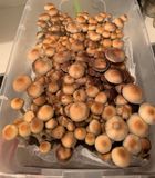 Mazatapec P. Cubensis Mushroom - 5g Pack