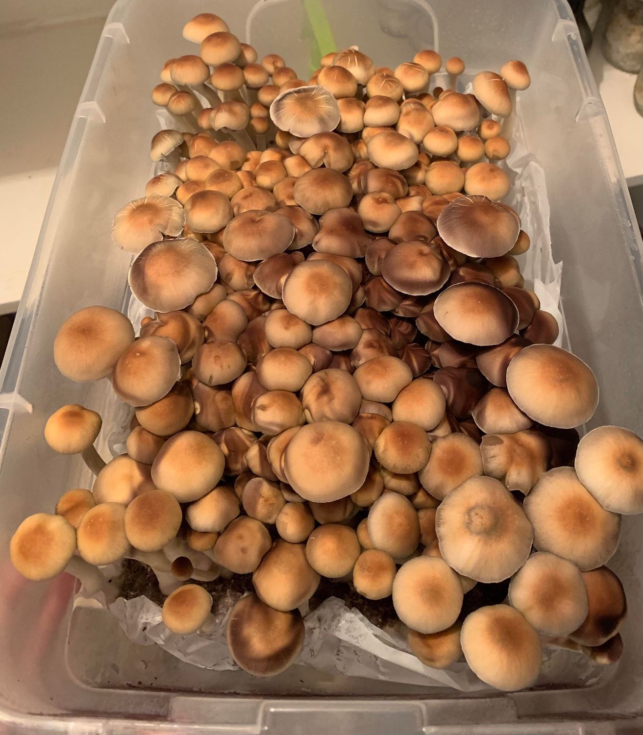 Mazatapec P. cubensis Mushroom - 5g Pack