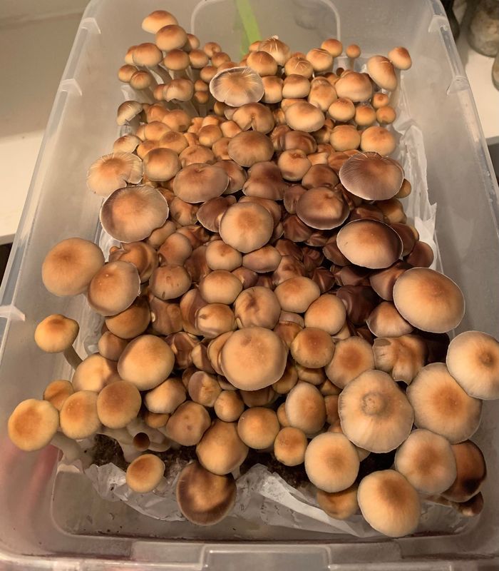 Mazatapec P. cubensis Mushroom - 5g Pack