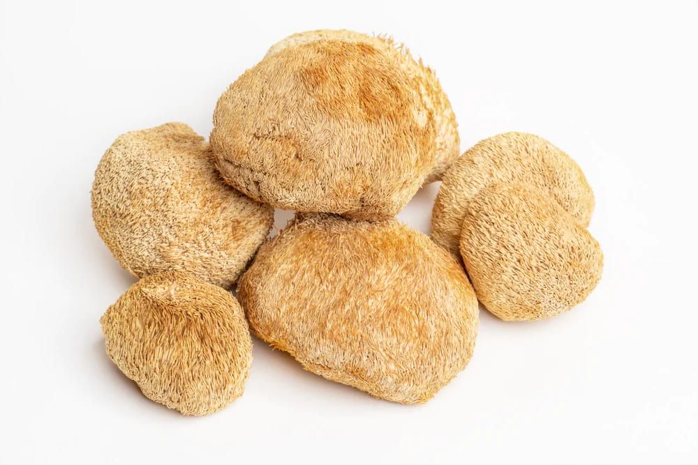 100g Lion&#39;s Mane Dried Medicinal Mushroom