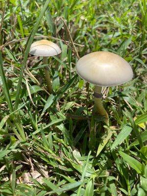 Puerto Rican P. cubensis Mushroom - 5g Pack