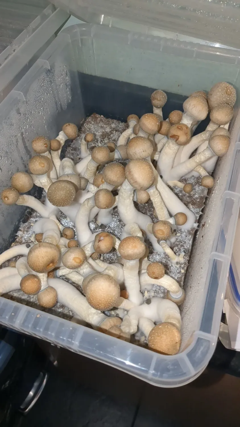 Penis Envy P. cubensis Mushroom - 5g Pack