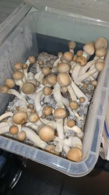 Penis Envy P. cubensis Mushroom - 5g Pack