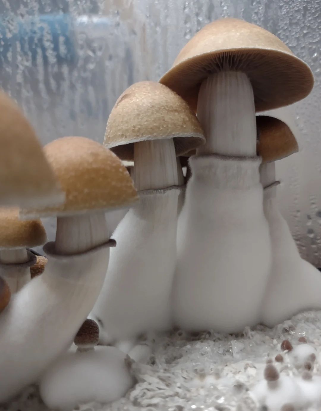 Hillbilly P. cubensis Mushroom - 5g Pack