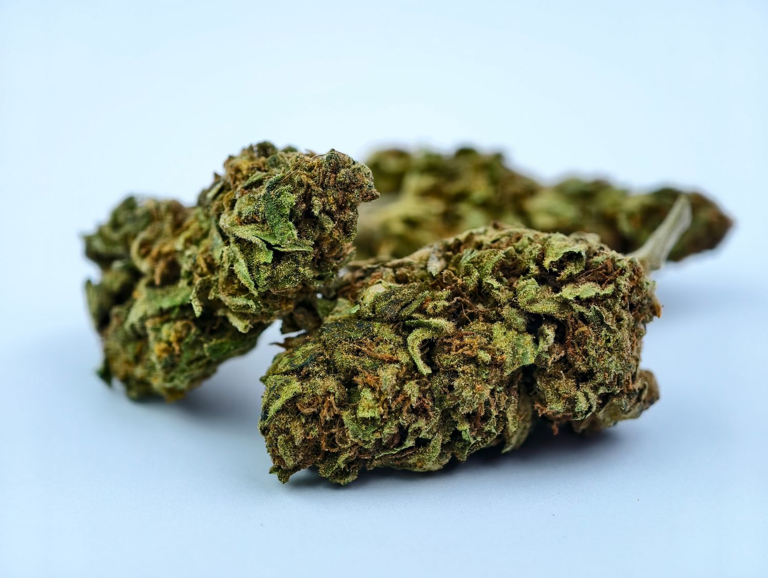 Banana Fruit Bound Premium Outdoor p/g