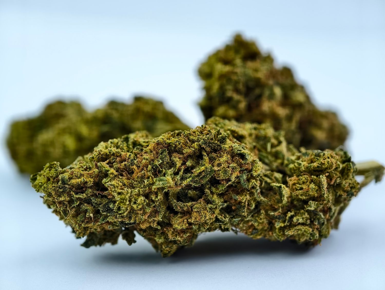 Rotten Rozay Greenhouse p/g