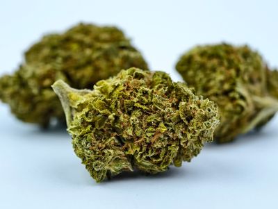 Exodus Cheese Premium Indoor p/g