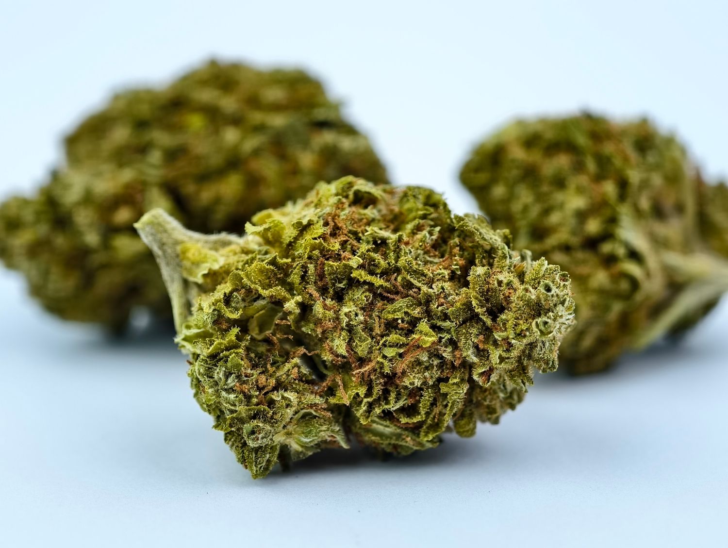 Exodus Cheese Premium Indoor p/g
