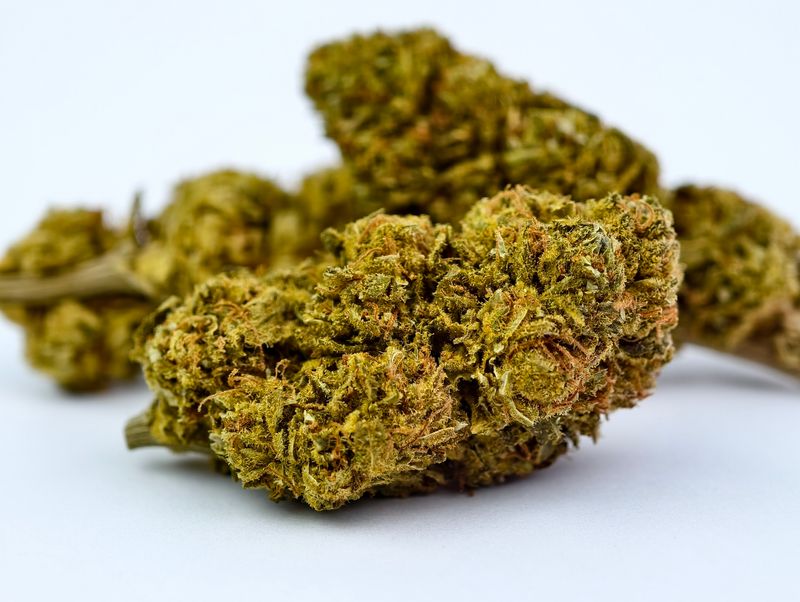 Blue Cheese Premium Indoor p/g