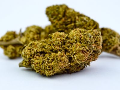 Blue Cheese Premium Indoor p/g