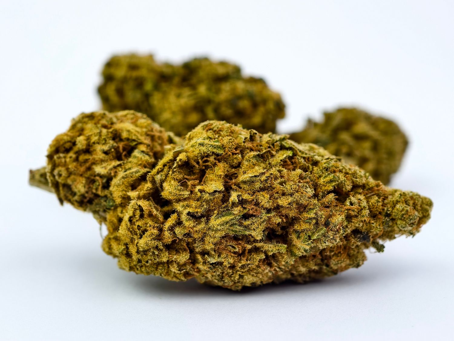Peyote Gorilla Premium Indoor p/g