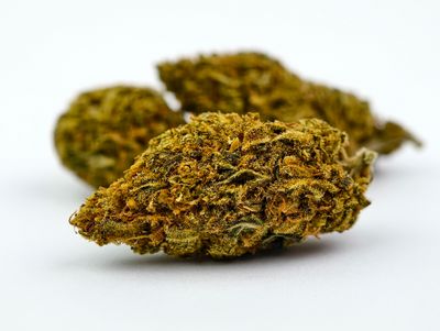 Sugar Black Rose Premium Indoor p/g