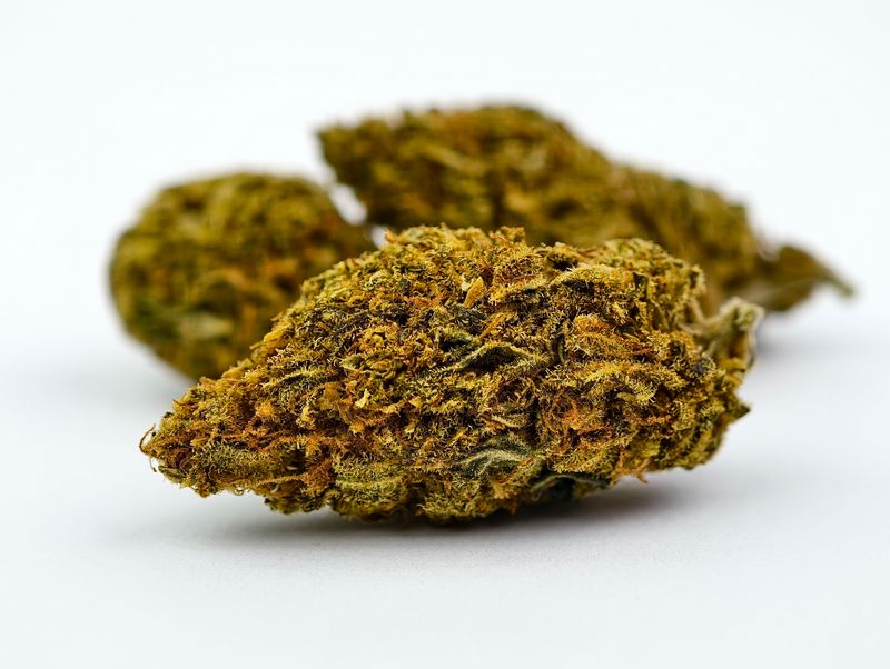 Sugar Black Rose Premium Indoor p/g