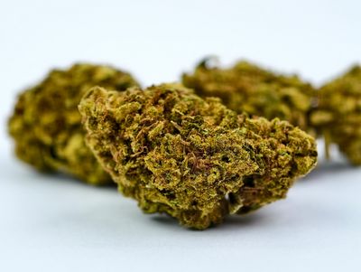 Girl Scout Cookies Premium Outdoor p/g