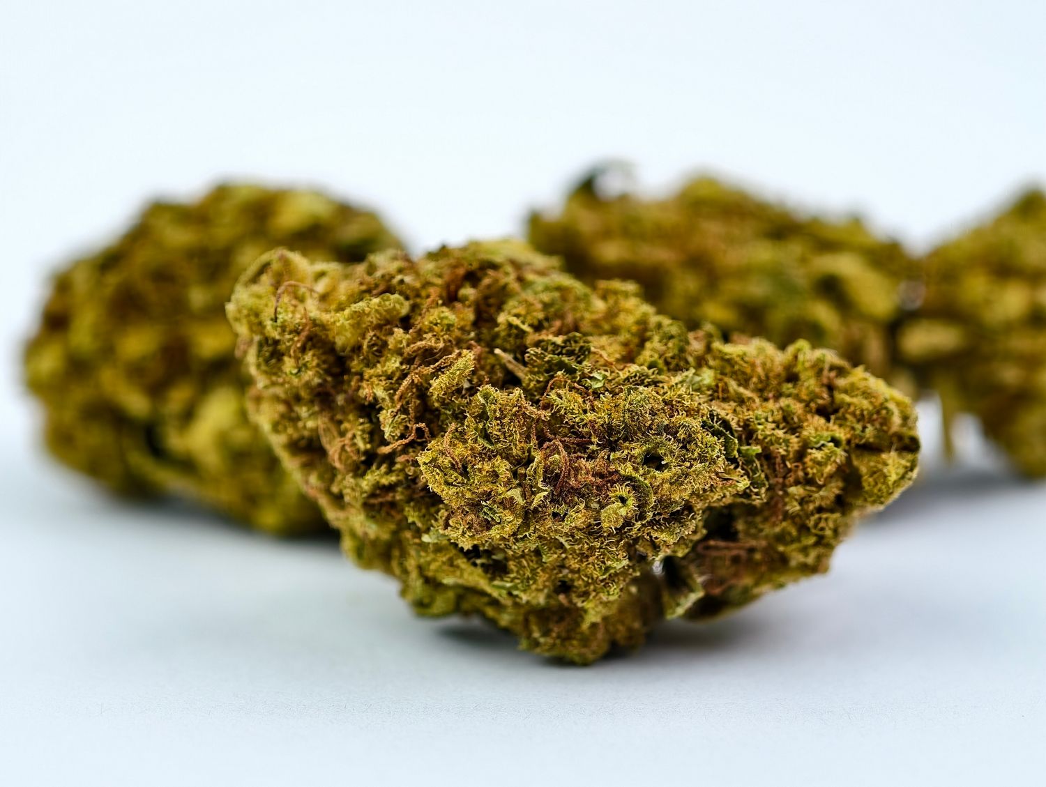 Girl Scout Cookies Premium Outdoor p/g