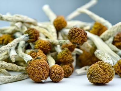 100g Wholesale Dried P. cubensis Mushroom
